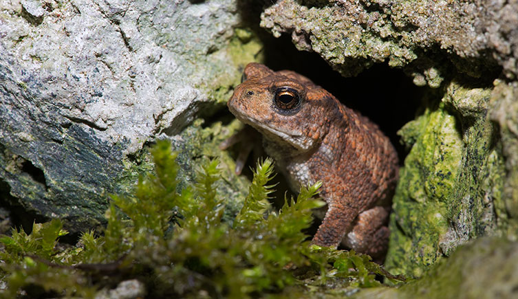 Juvenile common toad among rocks
