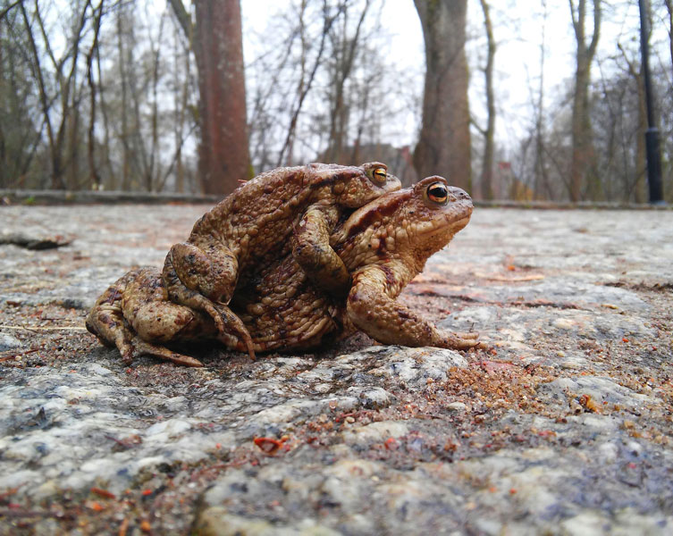 A pair of cane toads mating.