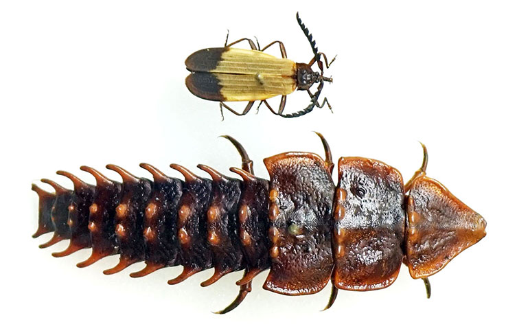 A male and female trilobite beetle