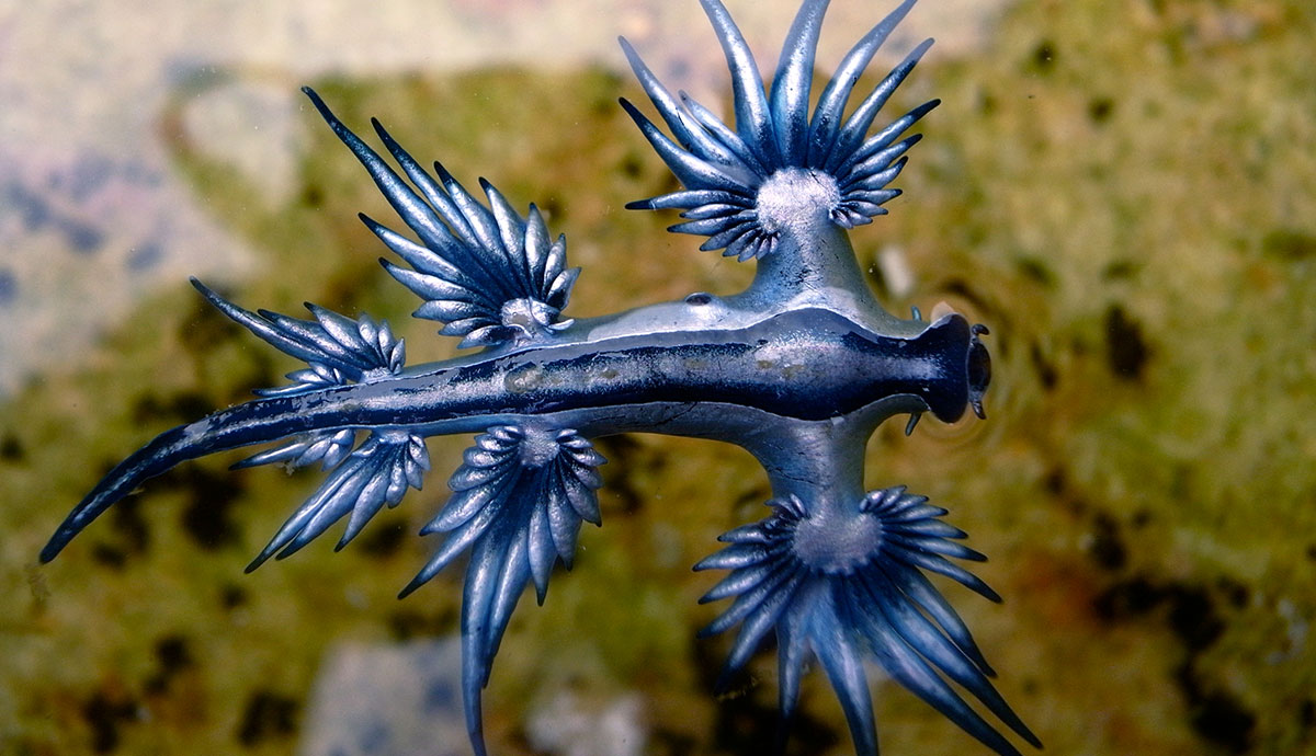 A bright blue sea swallow nudibranch
