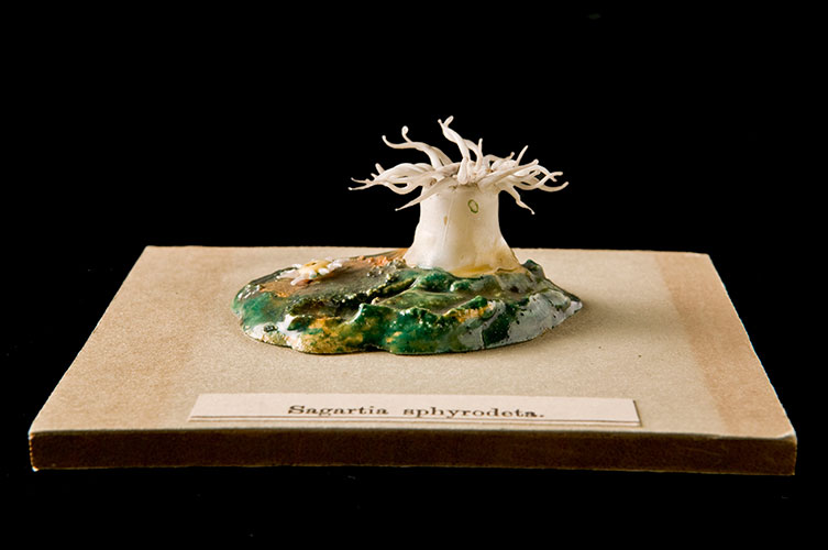 A glass model of a sea anemone. The anemone is white and attached to a green base also made from glass. 