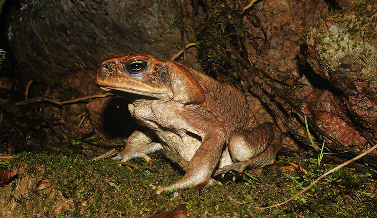 A cane toad sitting on a mossy rock