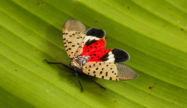 A spotted lanternfly on a leaf. 