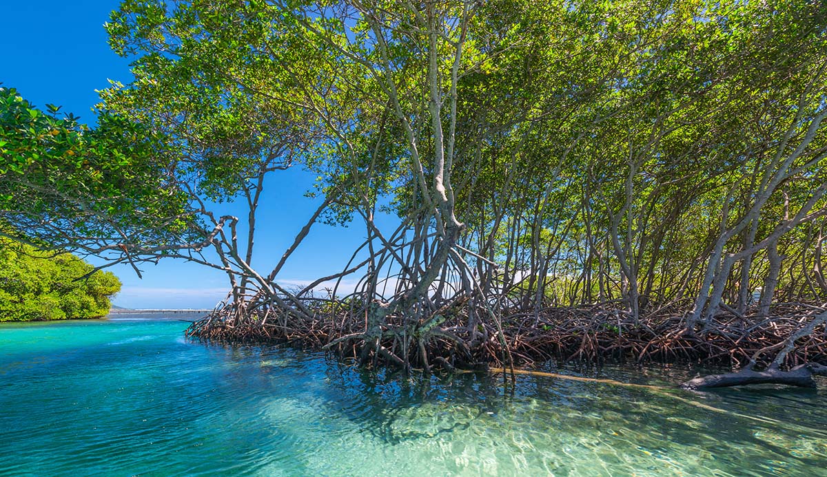 A cluster of mangrove trees grows along the coastline, with the sea behind them.