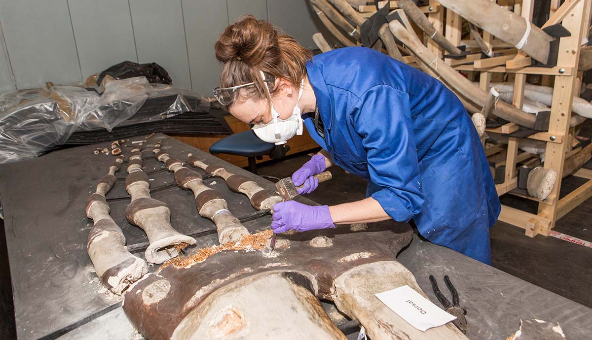 A conservator wearing a protective mask carefully removes a plaster layer around the whale’s flipper bones using a hammer and chisel.