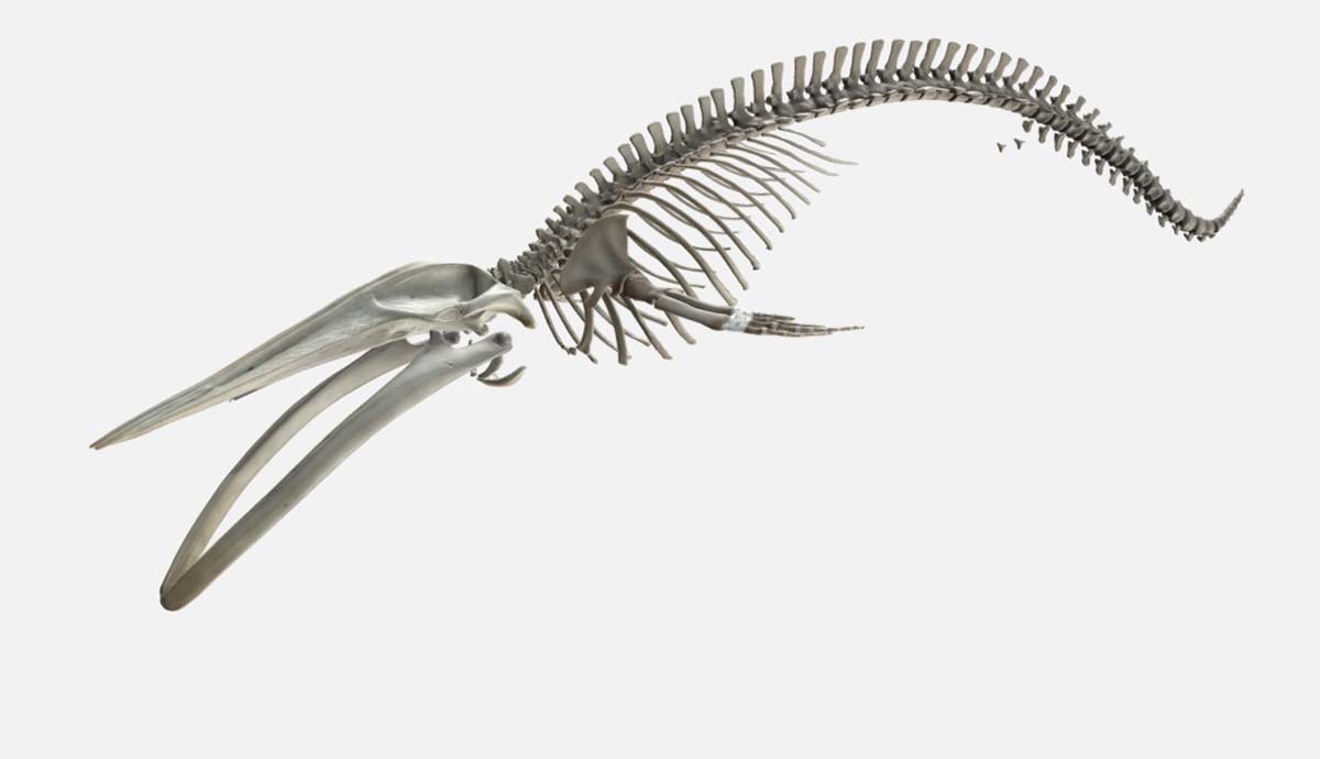A digital model of Hope’s skeleton on a grey background.
