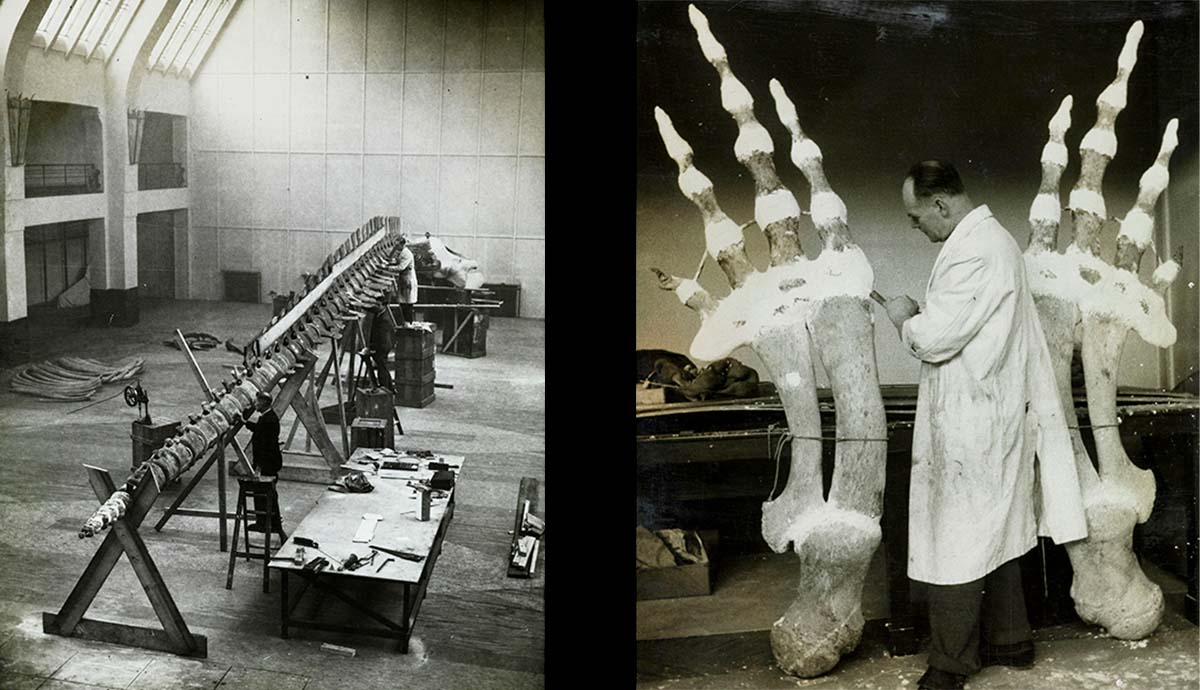 Left: A black-and-white photo showing Hope’s skull and spine laid out between wooden crossbeams in the empty Whale Hall – now called the Mammals Hall. Right: A black-and-white photo showing Percy Stammwitz applying a layer of plaster to one of Hope’s flippers.
