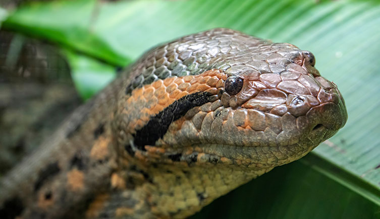 A close up of an anaconda's face, showing its eyes and nostrils positioned on top of the head.