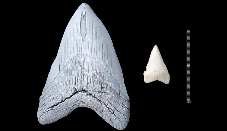 A megalodon tooth and great white shark tooth side by side.