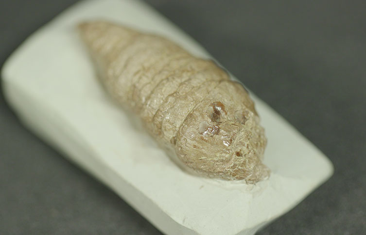 A coprolite fossil