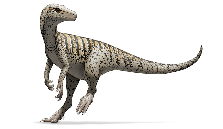 An illustration of Herrerasaurus