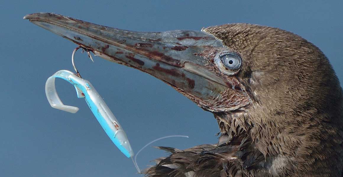 A brown booby bird with a fishing hook piercing through its beak.