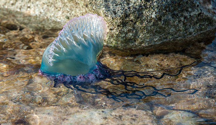 A Portuguese man o'war floating in a rockpool.
