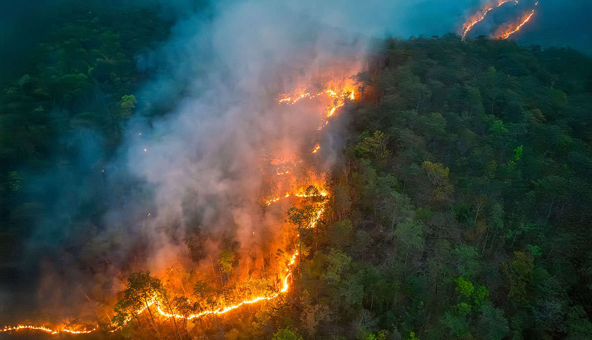 A wildfire burns through a forest