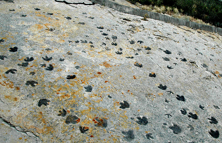 Footprints made by a variety of dinosaurs at the Dinosaur Ridge tracksite in the USA