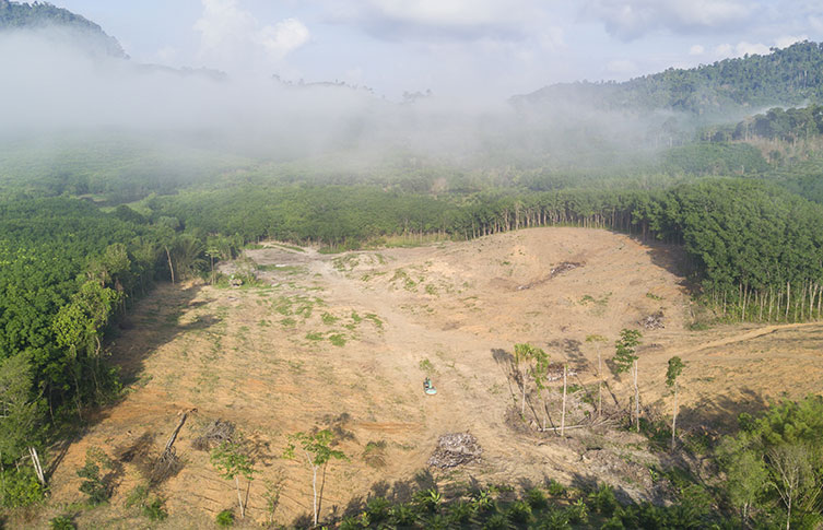 An open area in the middle of a rainforest where many trees have been cut down.