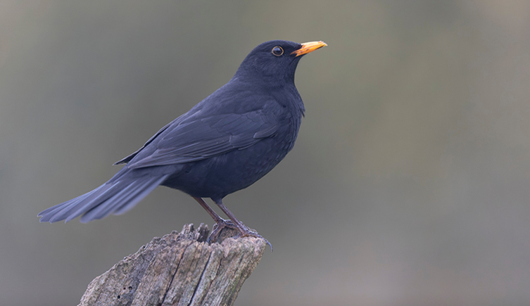 A blackbird sitting on a wooden fence post