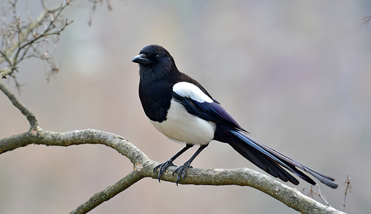 A magpie sits on a branch witha blurry background