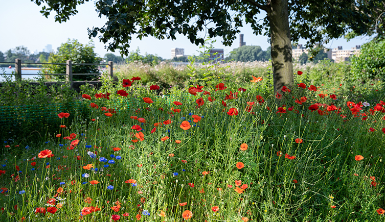 Red poppys and blue cornflowers grow under a tree with a city in the background