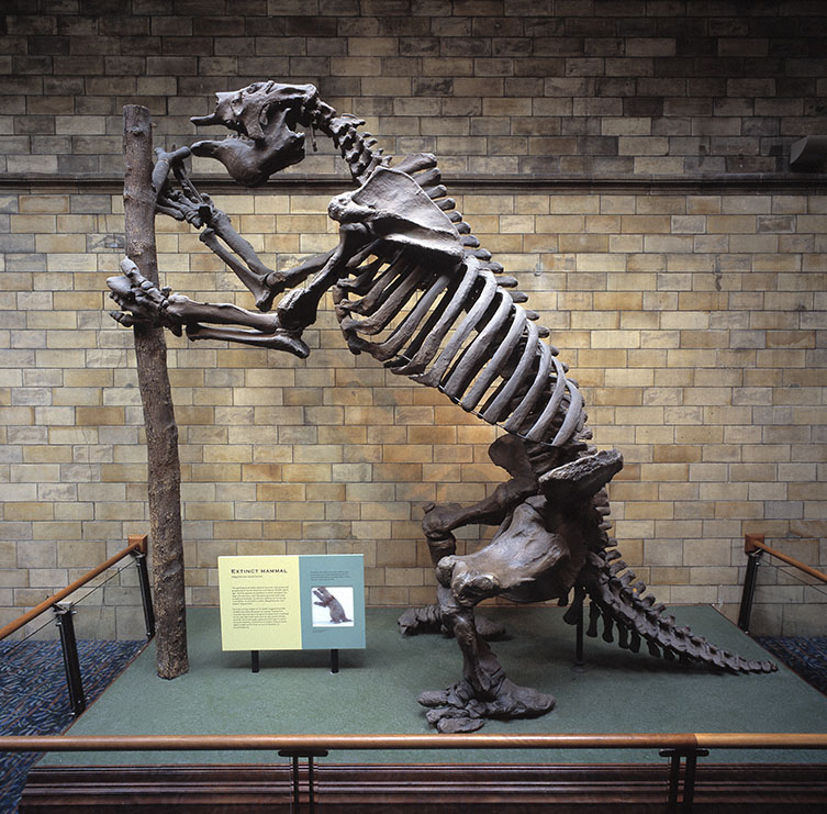 Megatherium skeleton on display in the Museum