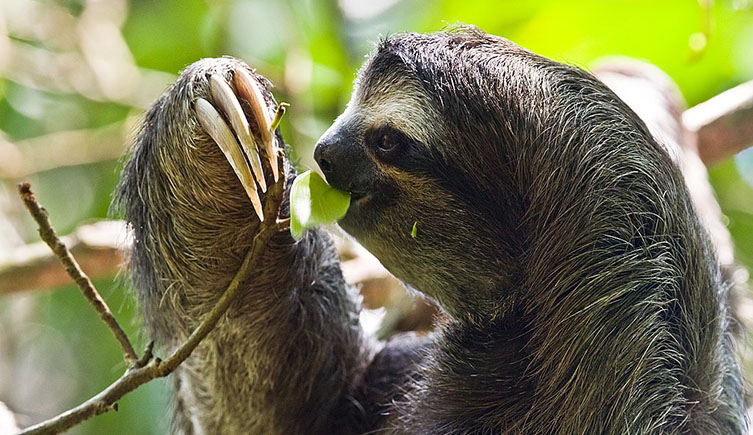 A modern tree sloth