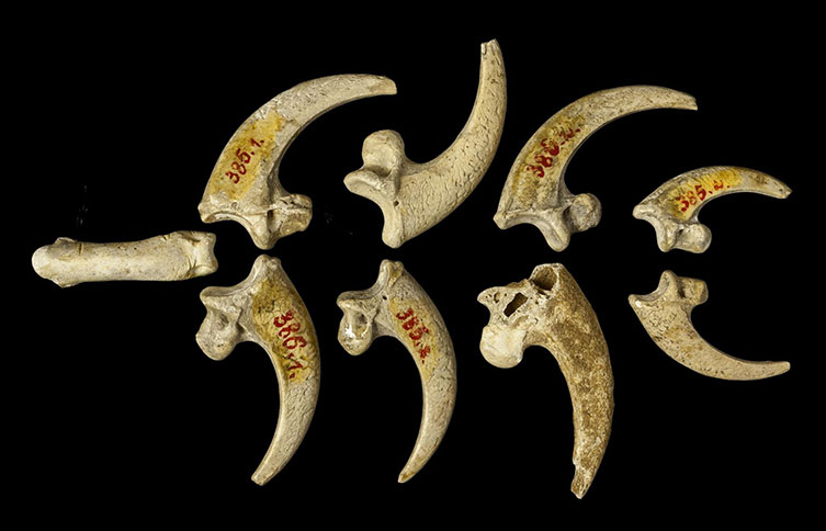 Nine eagle claws