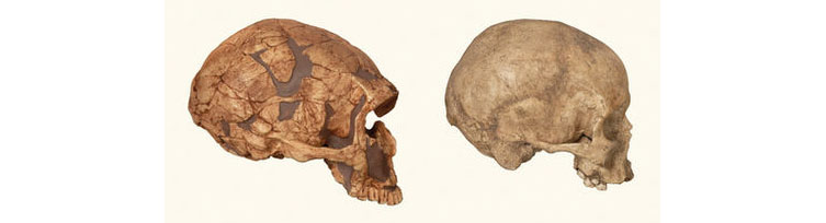 Side views of a Neanderthal skull and a modern human skull