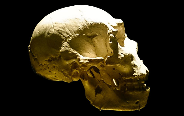 One of the Sima de los Huesos skulls