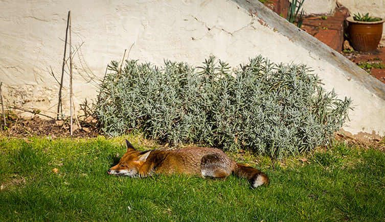 A fox sleeps on the grass near a wall in a garden