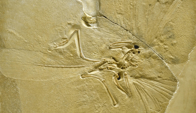 Archaeopteryx fossil showing feather impressions