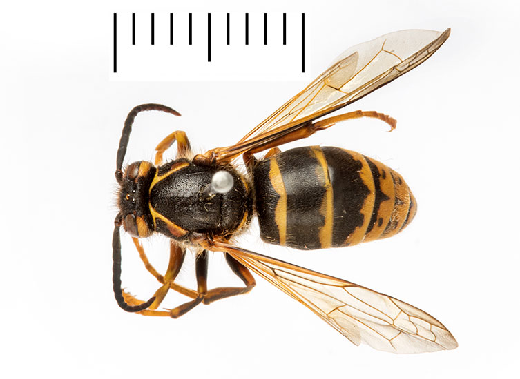 A birds-eye view of a small, male, pinned median wasp specimen. It has a dark body with a yellow and black banded abdomen, and yellow legs. It's smaller than the queens and workers. 