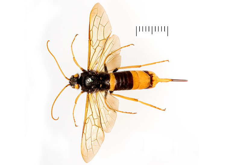 A birds-eye view of a pinned, female, giant woodwasp specimen. It has a dark body, yellow legs and a yellow abdomen with a single, thick black band. It has a long sting-like ovipositor. 