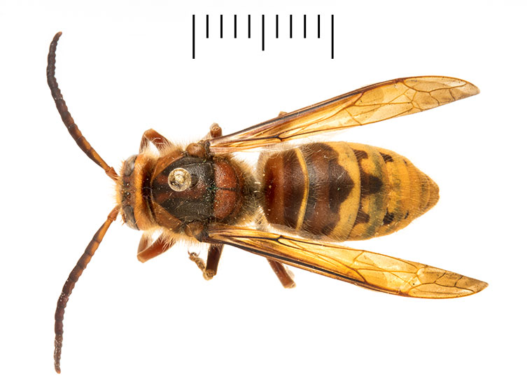A birds-eye view of a small, male, pinned European hornet specimen. It has a red-brown body and legs, and a light yellow and brown banded abdomen. 