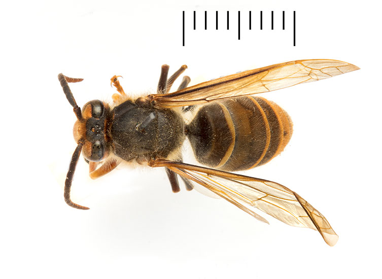 A birds-eye view of a male, pinned Asian hornet specimen. It has a dark body and yellow and brown bands on the abdomen. It's smaller than the queens and workers. 