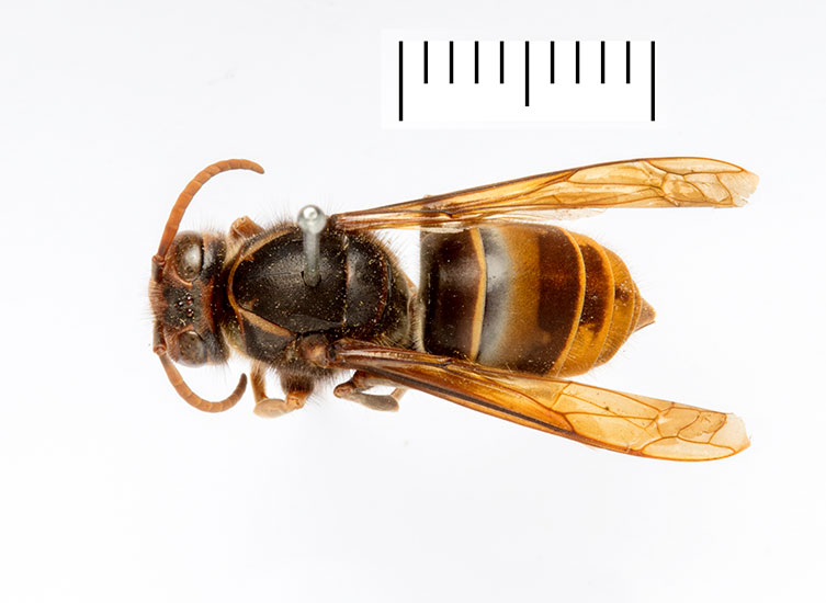 A birds-eye view of a pinned Asian hornet worker specimen. It has a dark body and yellow and brown bands on the abdomen. 
