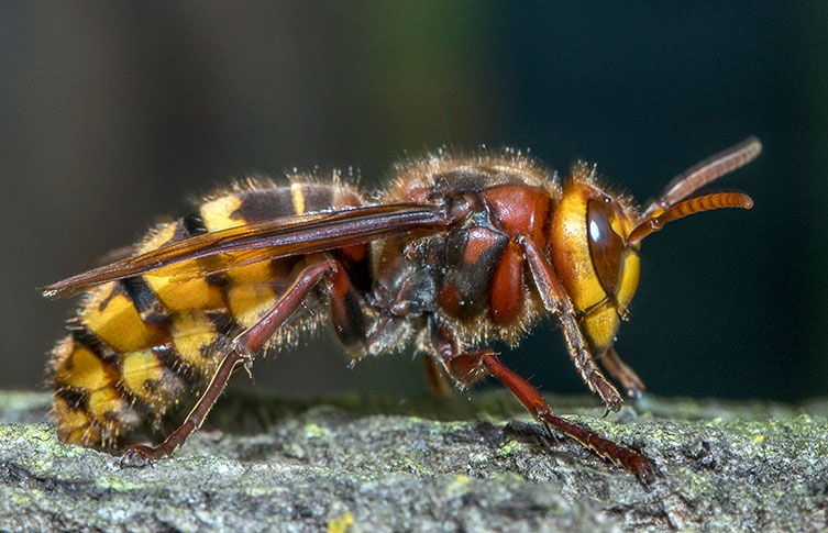 European hornet