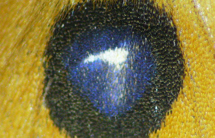A close up of the black, blue and white eyespot of a Tau Emperor moth