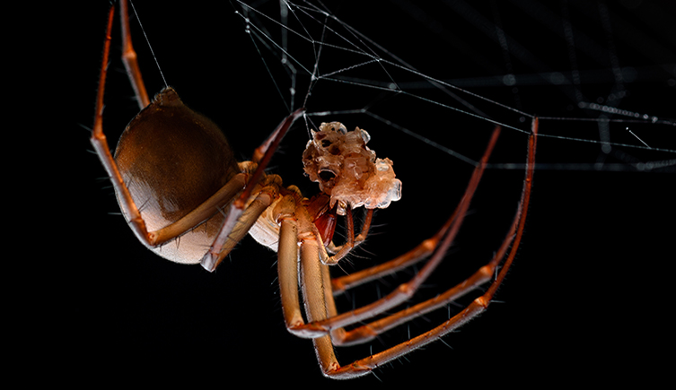 A spider on a web holding an egg sack lit up in the dark