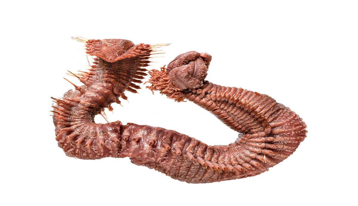 Close up of a pompeii worm