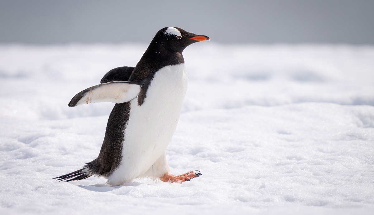 A penguin walking along the snow.