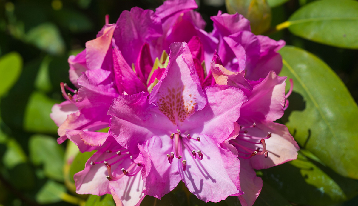 A big pink flower surrounded by its green leaves