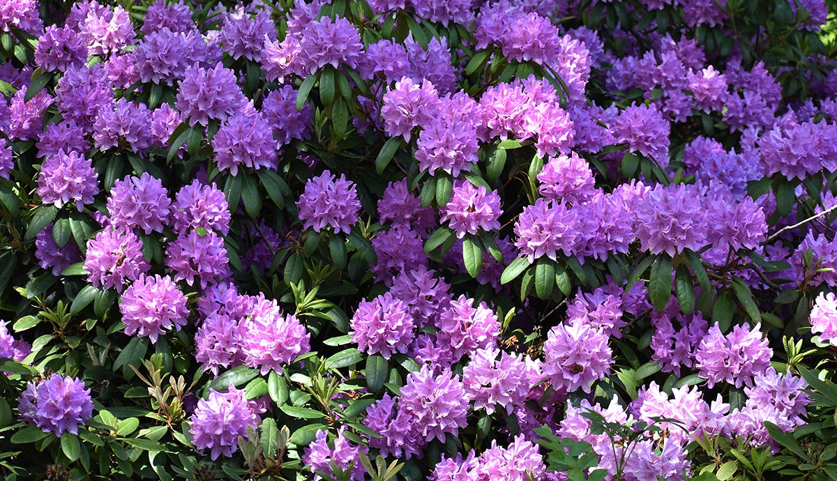 A bush full of big purple flowers and green leaves  