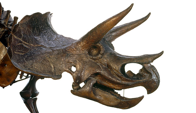 A Triceratops skull