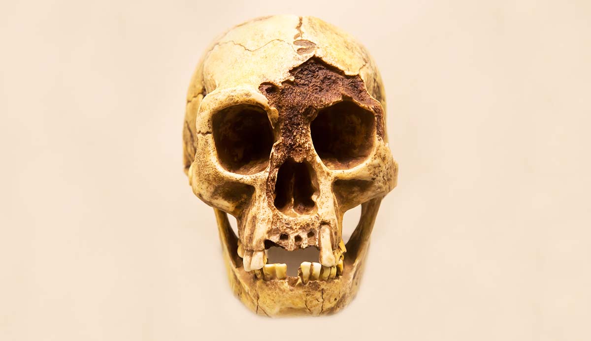 The skull of Homo floresiensis on a pale background.