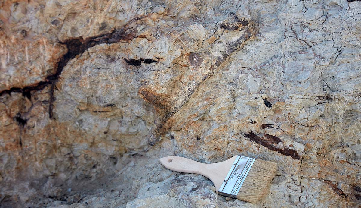 A spiked bone is partially exposed from the rock it is embedded in. A brush lies underneath it.