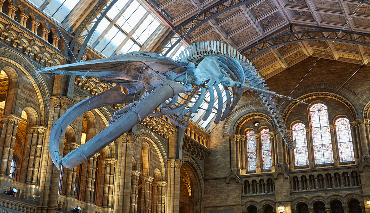 Hope the blue whale skeleton suspended in the Natural History Museum's Hintze Hall.