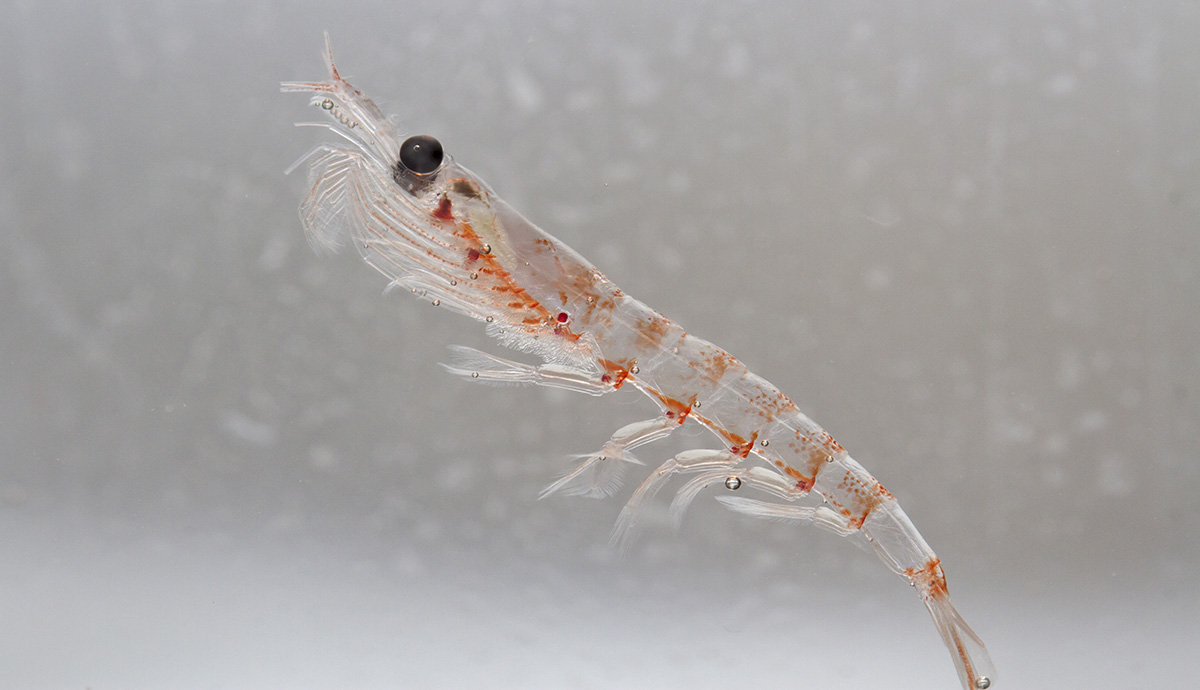 Close up of a krill. It's transparent with orange patches.