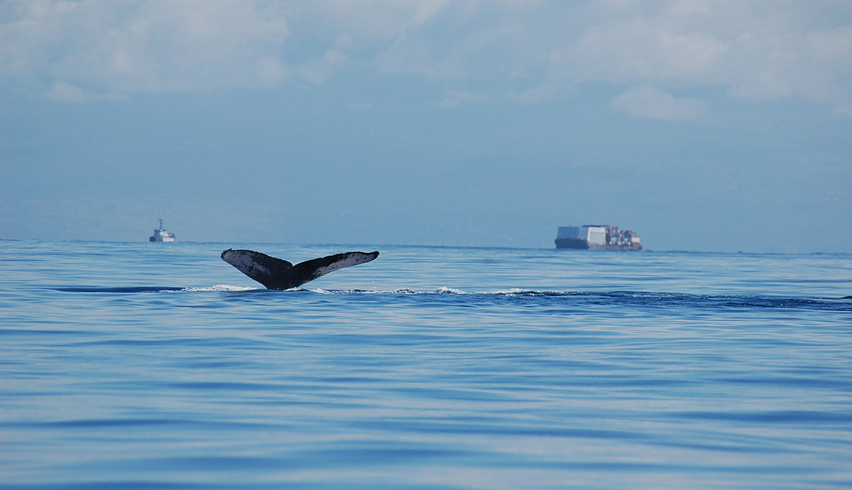 A whale dives down into the ocean, with only its tail flukes above the surface. Large ships are visible in the distance.