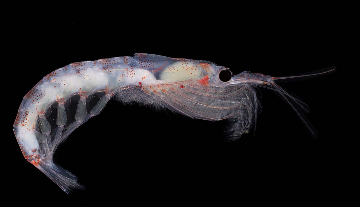 A photograph of an Antarctic krill on a black background. The animal’s body is translucent, showing its internal organs.