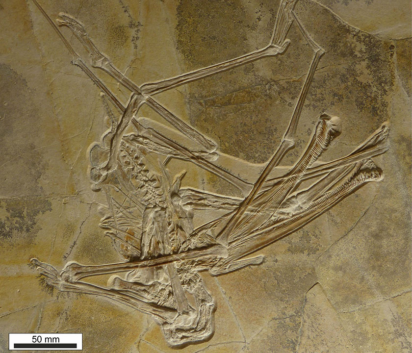 A pterosaur skeleton embedded in a flat slab of rock.